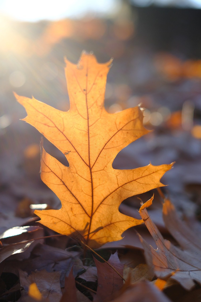 叶子、秋季、秋天的颜色免费图片