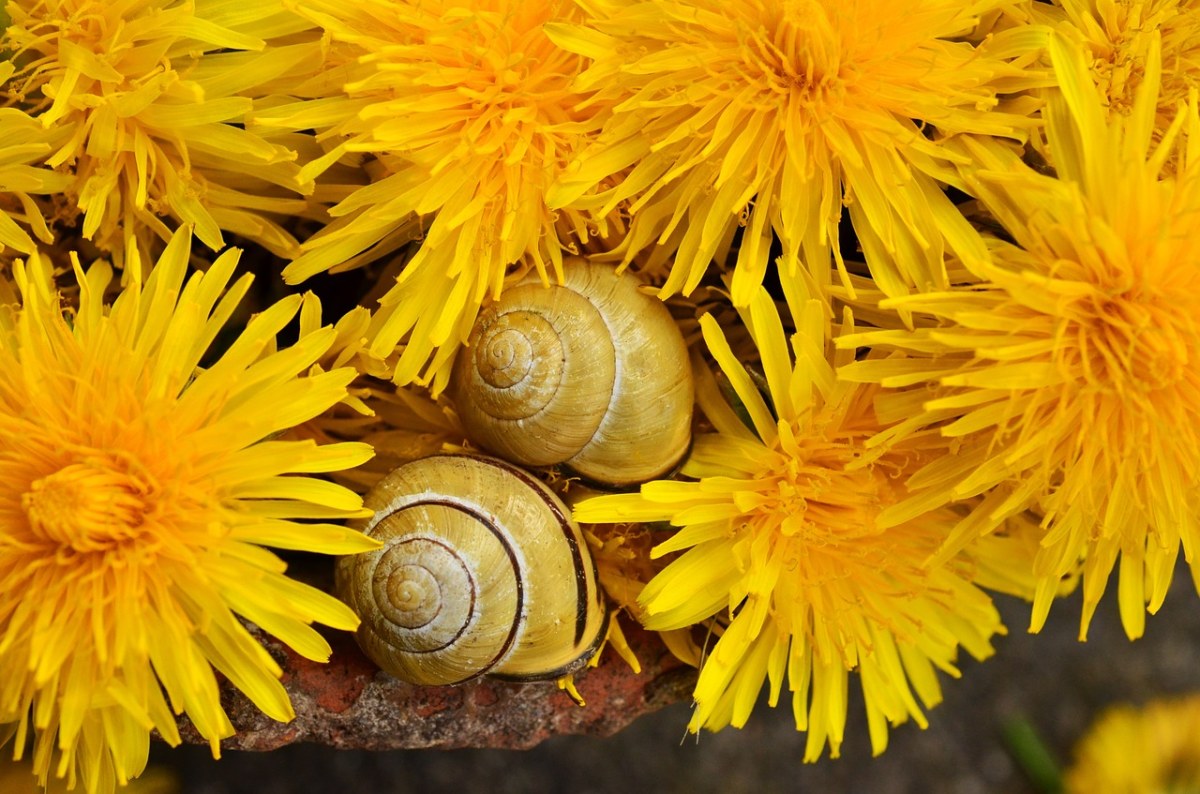 蜗牛与花朵图片免费图片