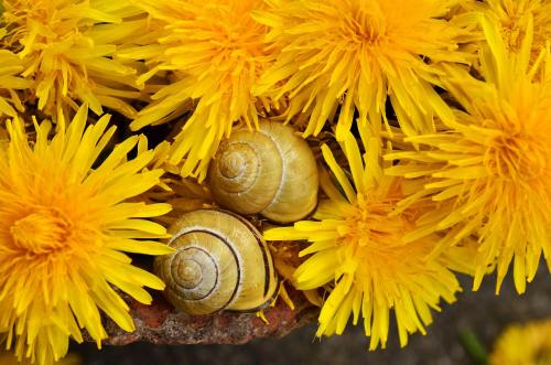 蜗牛与花朵图片
