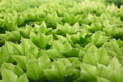 Firefighters put out Mourne Mountains gorse fire