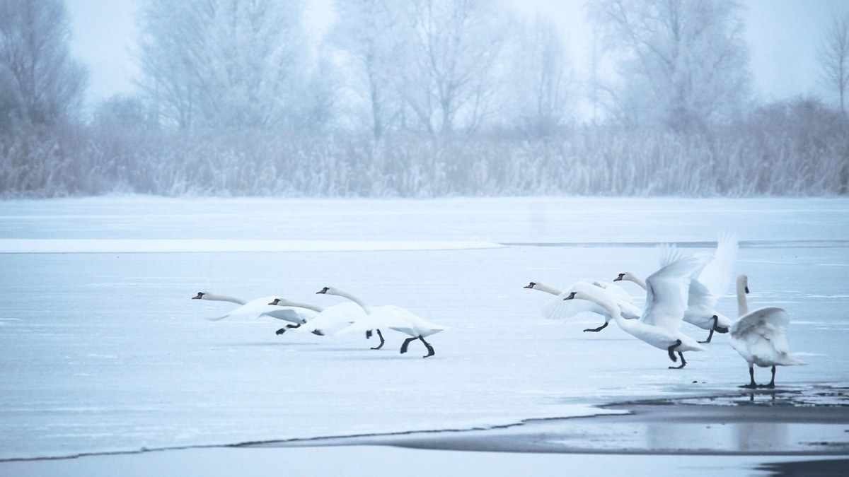 天鹅、冬天、湖免费图片