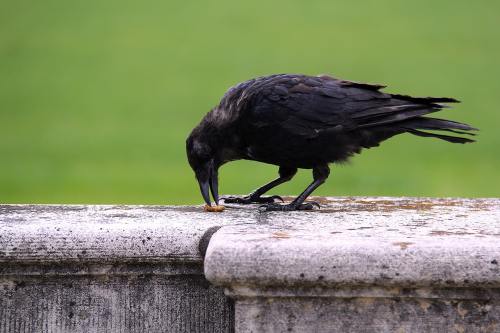 快评|草莓与南瓜的“爱心接力”：东西湖农人以蔬果为桥，织就城市温情网