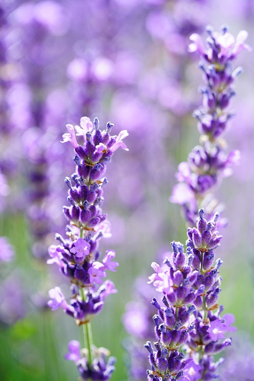 熏衣草、薰衣草花、鲜花免费图片