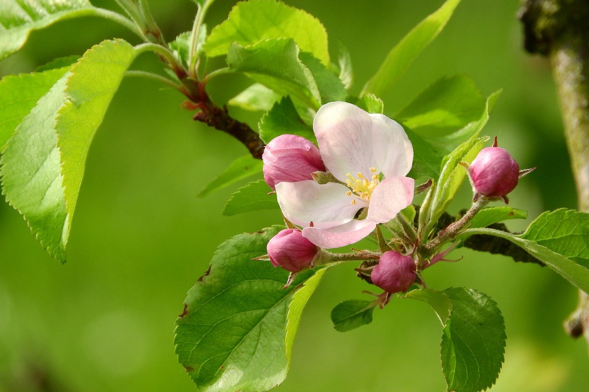 苹果花、一朵朵花果树、盛开的苹果树免费图片
