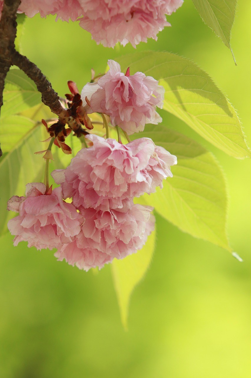 春天,芽,大自然