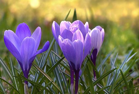 藏红花、花、紫