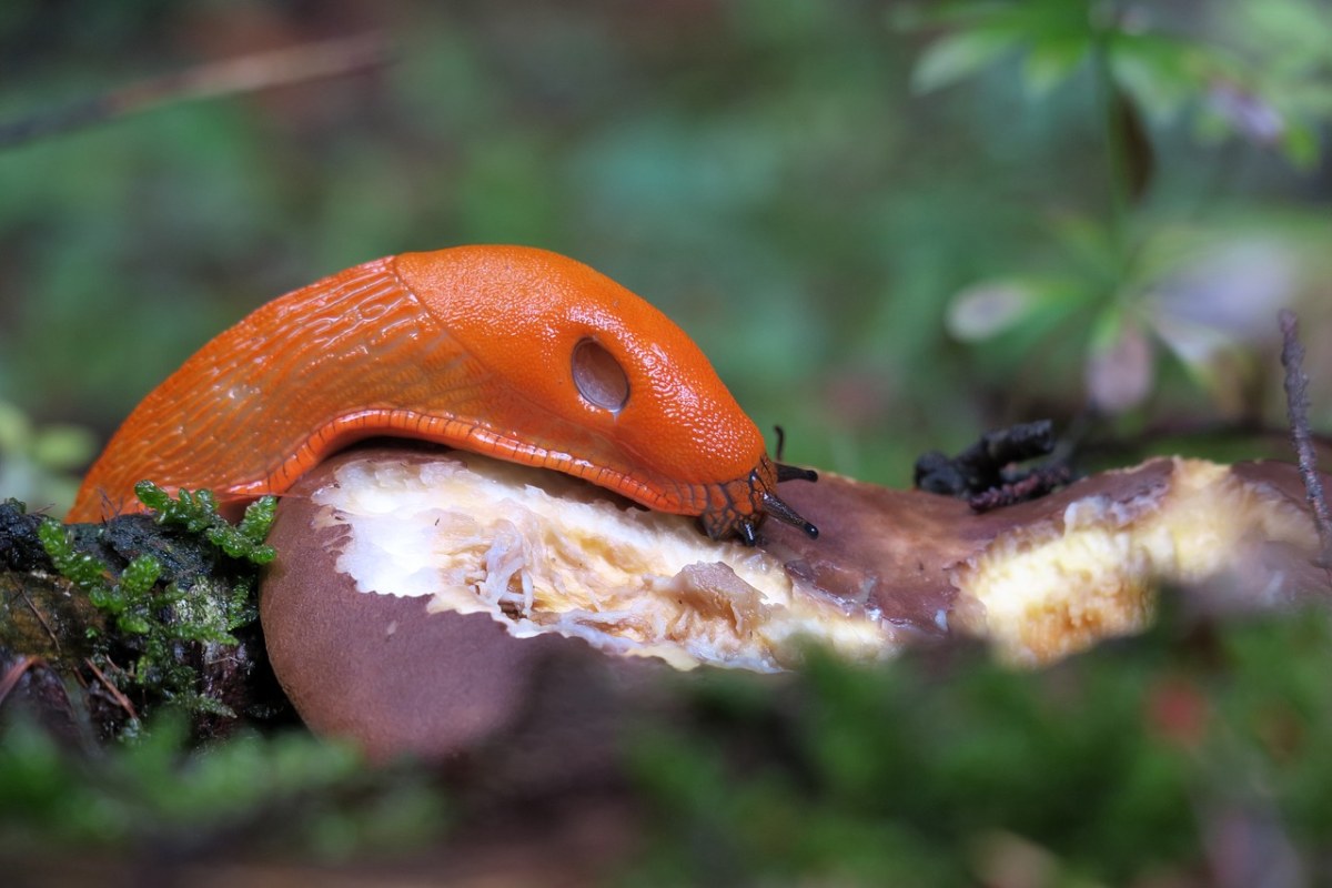 红色,wegschnecke,阿里翁鲁弗斯,蛞蝓