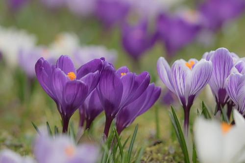 藏红花、开花、春番红花