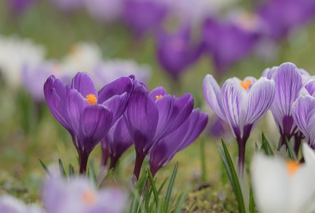 藏红花、开花、春番红花