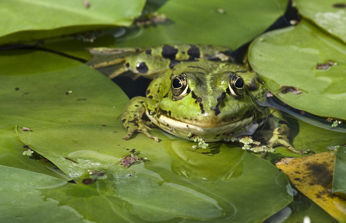 青蛙、池塘免费图片