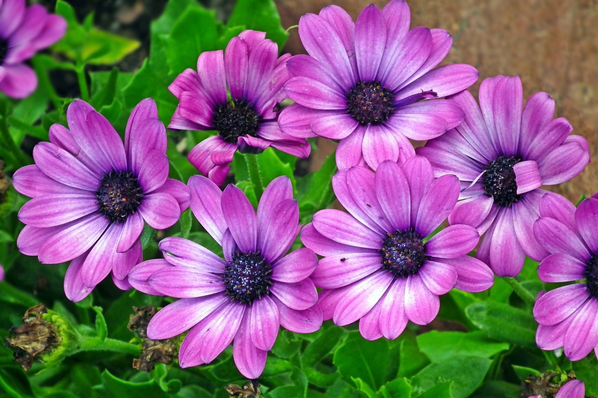 鲜花、紫、紫色的免费图片