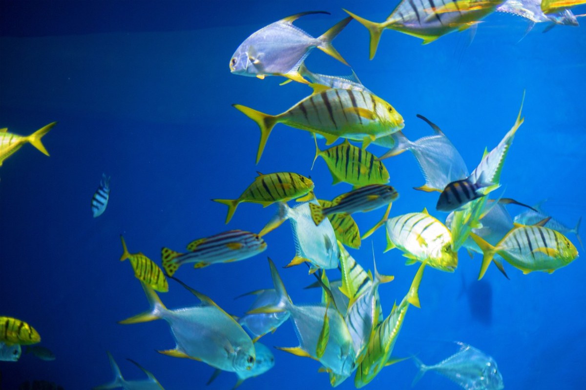 moskvarium,一群,鱼