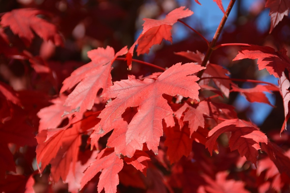 秋天,紅葉,下跌