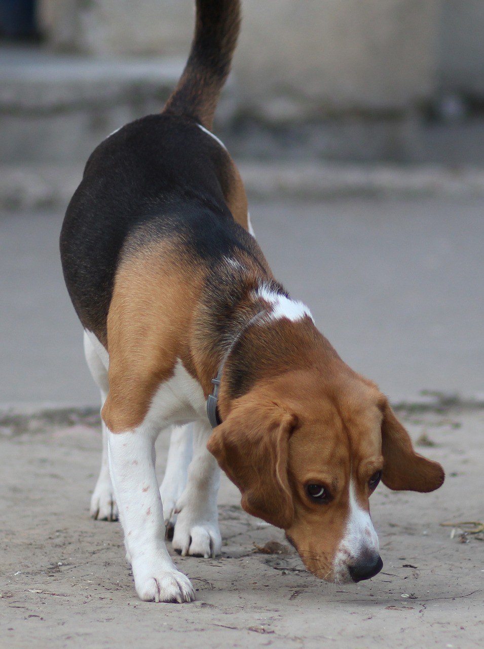 克里小猎犬图片