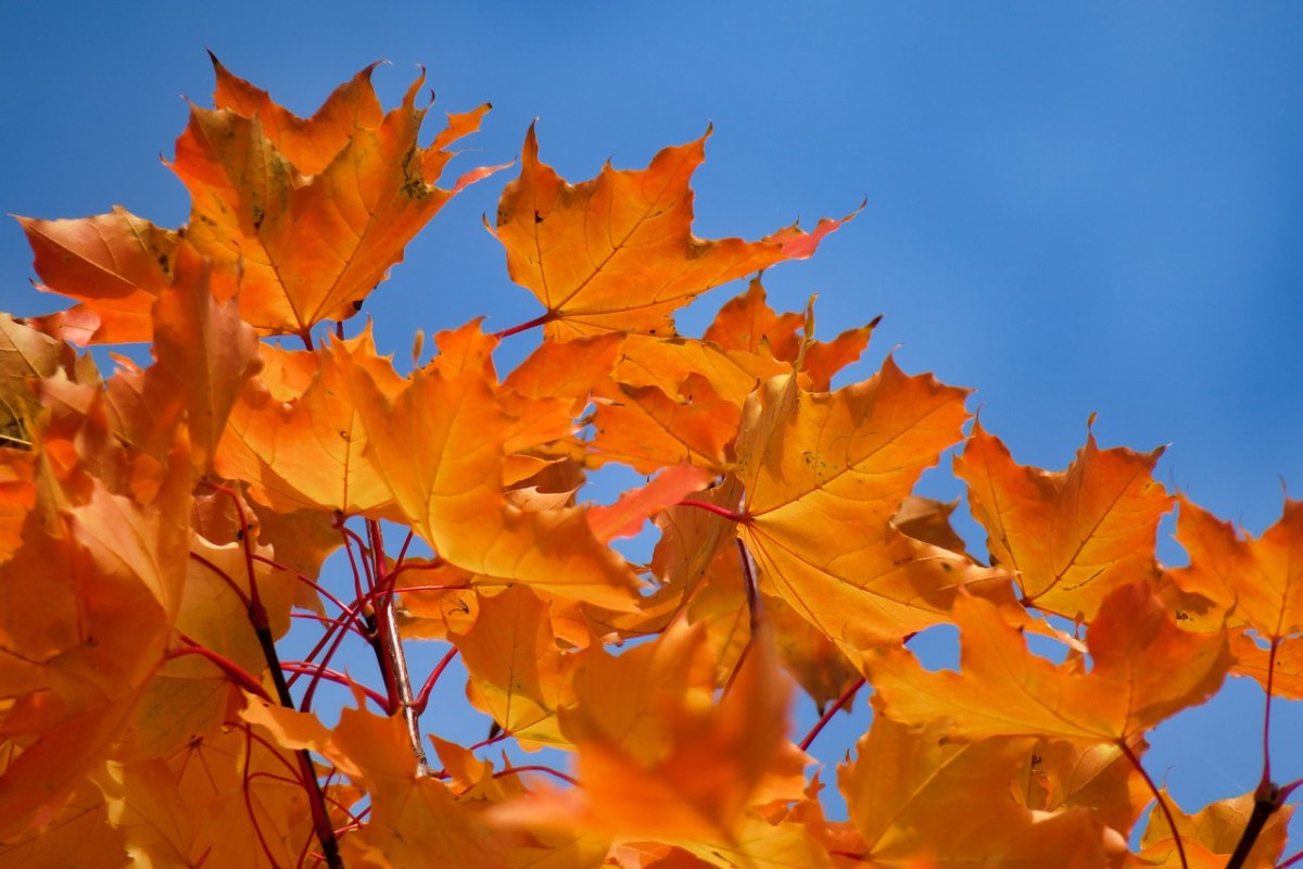 秋季、枫叶、天空免费图片