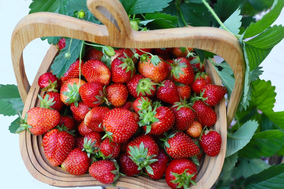 草莓、购物篮、水果免费图片