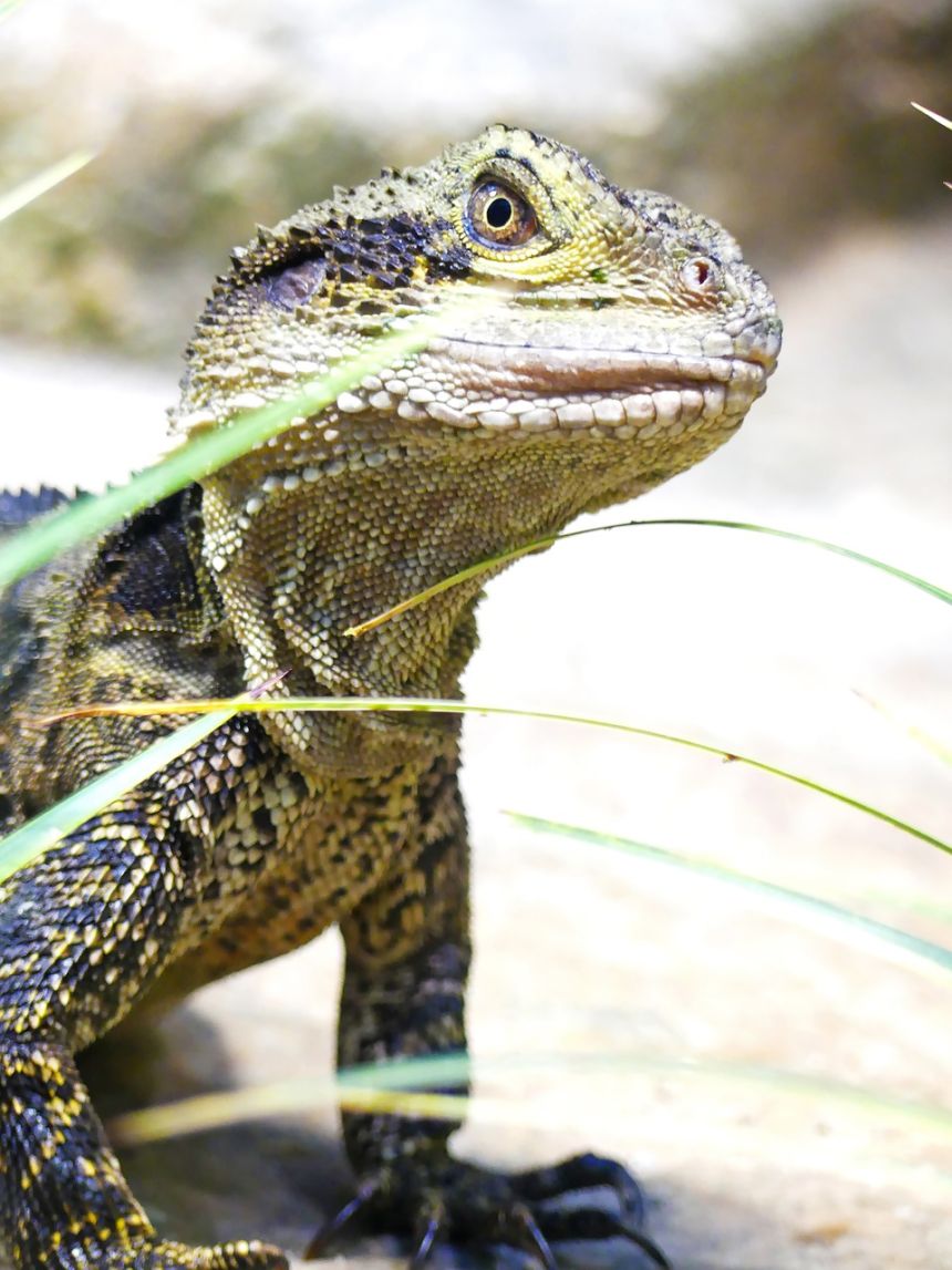 蜥蜴,胡子的龙,爬行动物