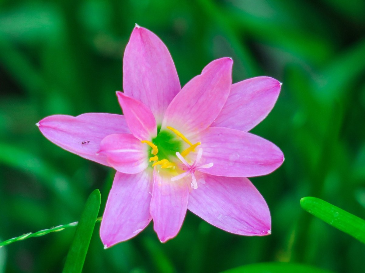 风雨兰,花,自然