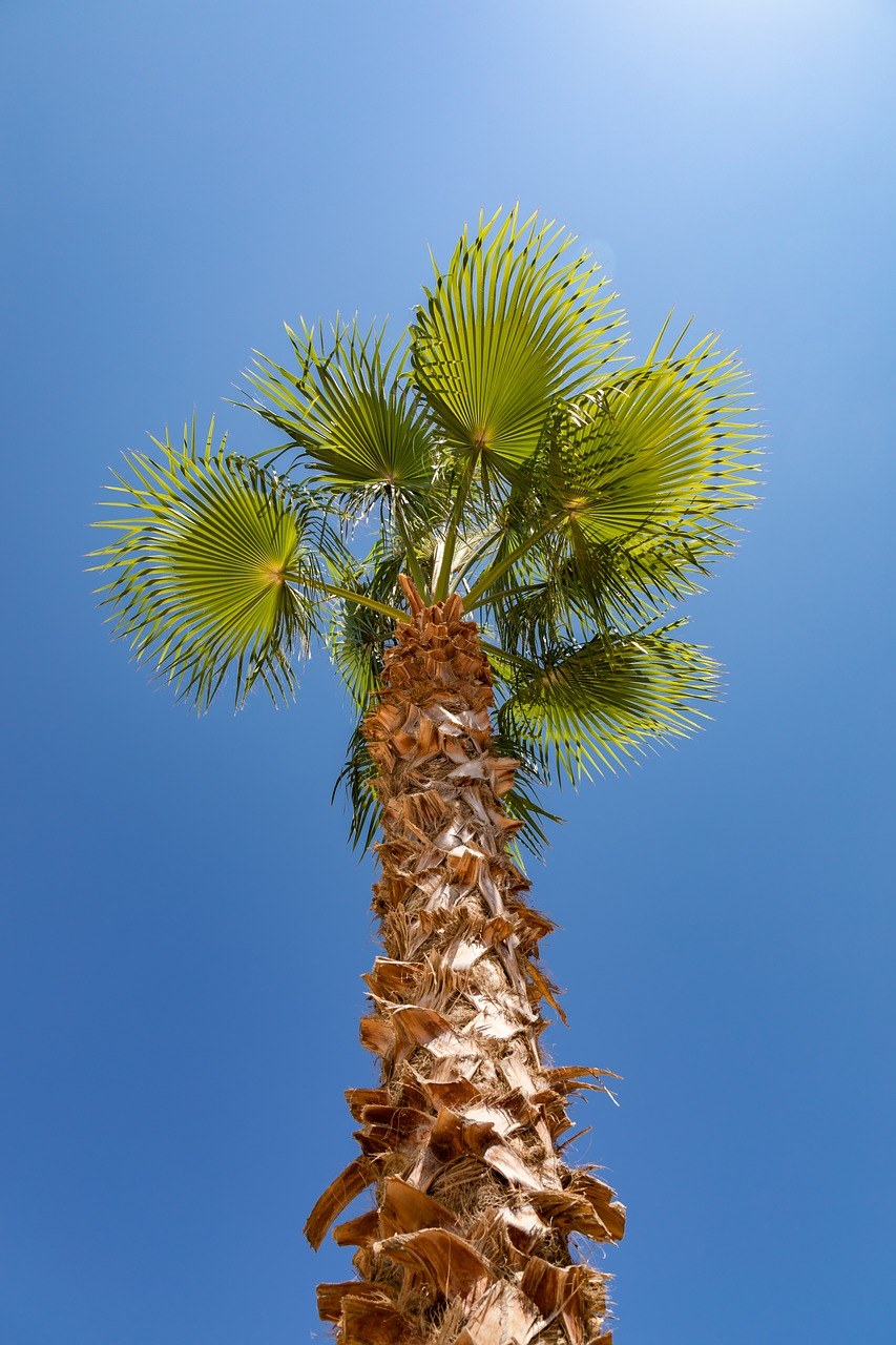 棕榈树、夏天、绿色免费图片