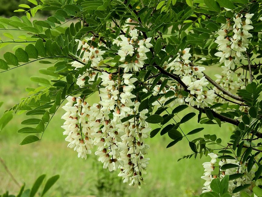相思树,开花