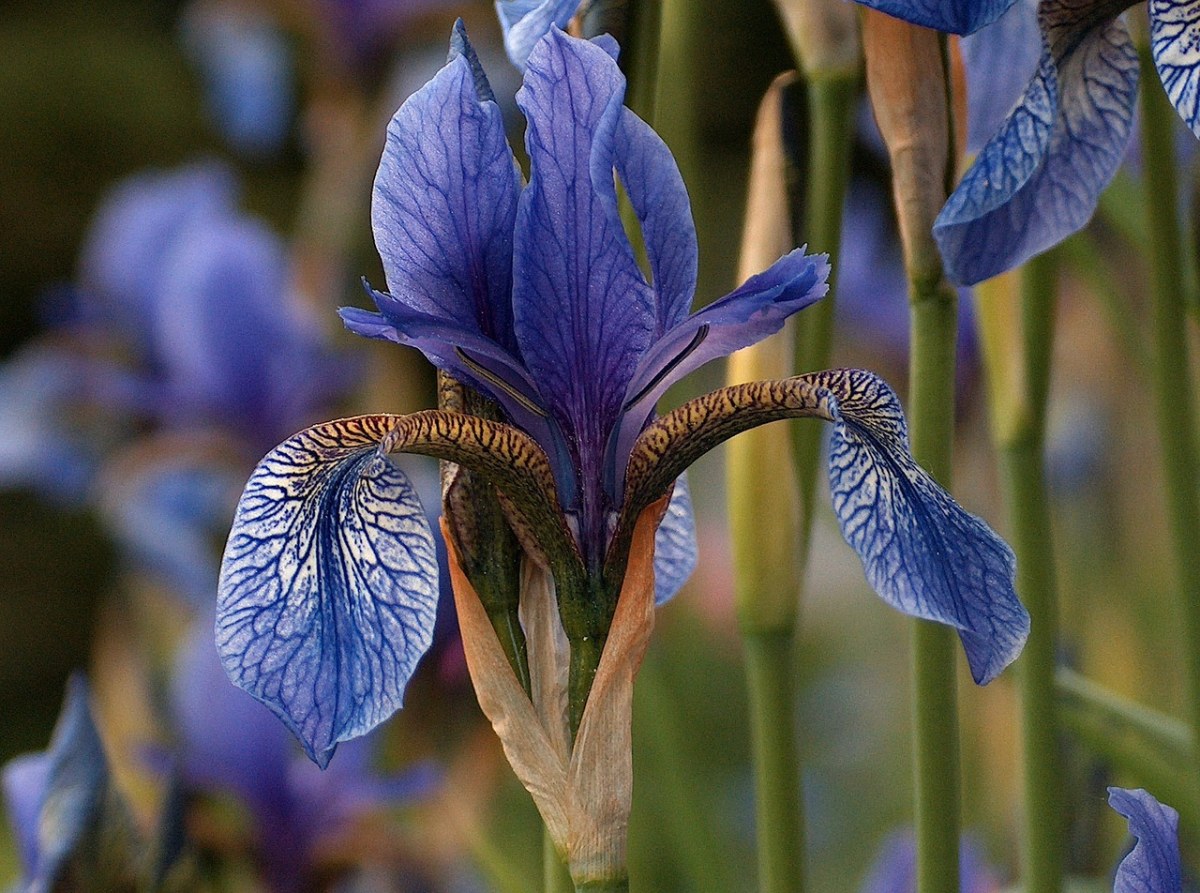 鸢尾花、花、蓝色免费图片