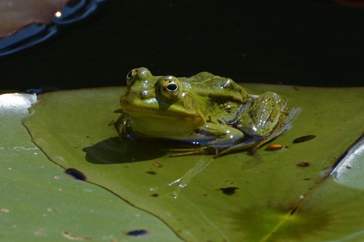 青蛙、池塘、水免费图片
