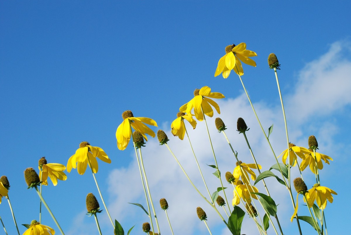花、黄色、阳光免费图片