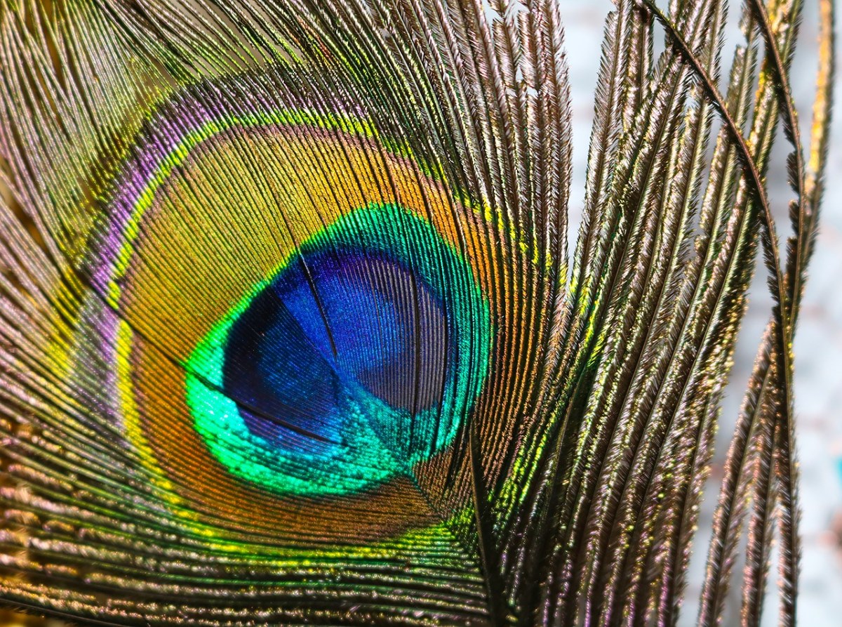 丰富多彩的孔雀羽毛免费图片