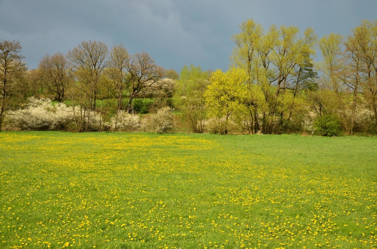 春天的草地与风景免费图片