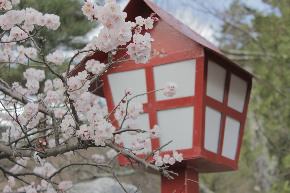 日本,櫻花,開花 - 免費可商用圖片 - cc0.cn