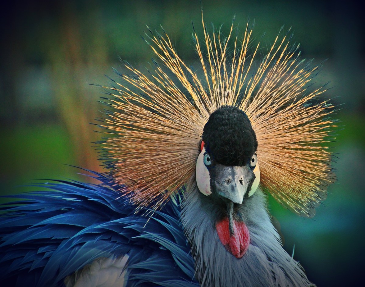 灰冠鹤（东非冠鹤）免费图片