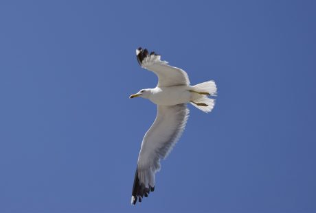 天空展翅飞翔的海鸥