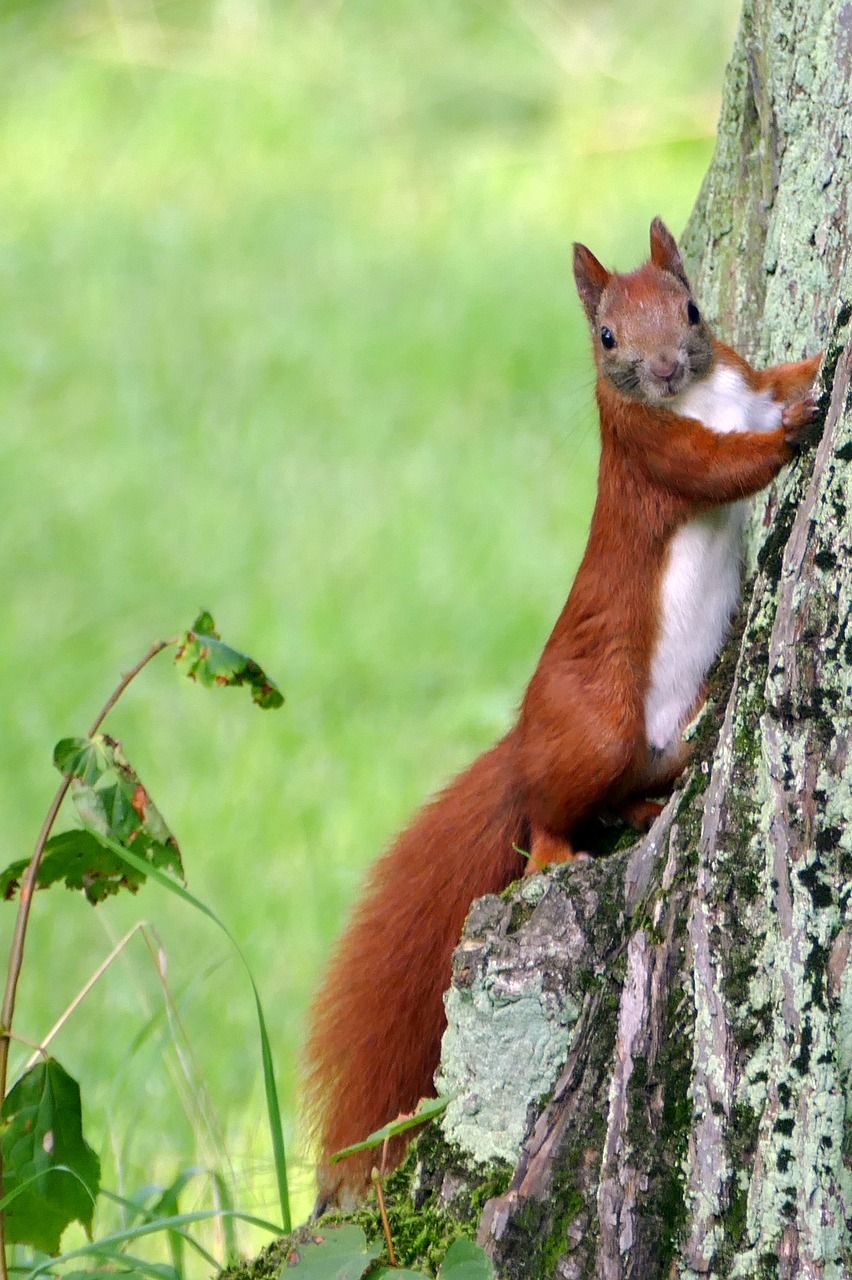 松鼠,森林猫,森林
