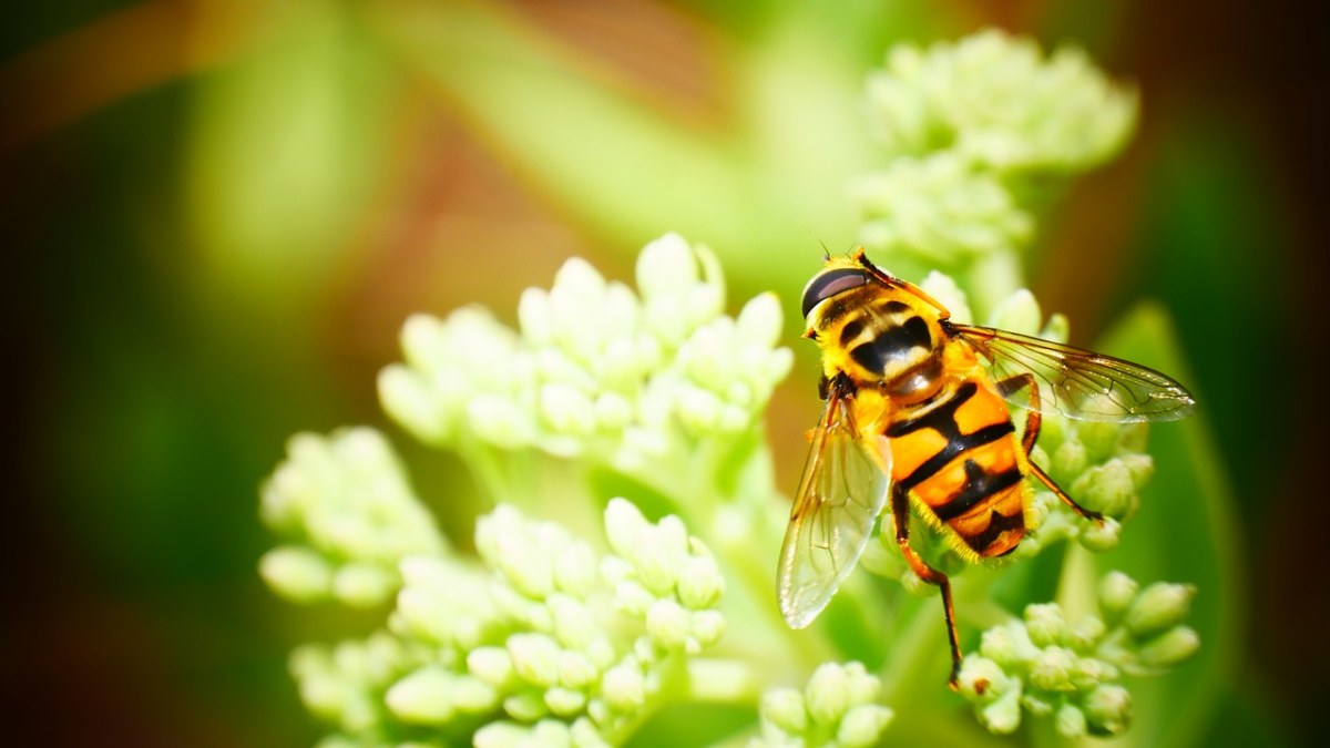 黄蜂,蜜蜂,性质