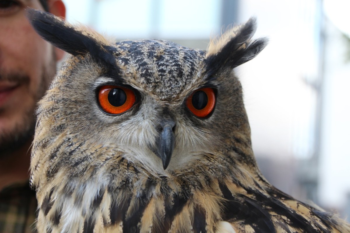 雕鸮,猫头鹰,猎鸟