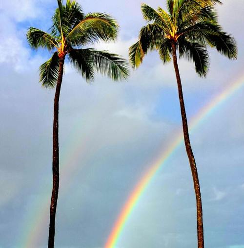 彩虹、棕榈树、热带