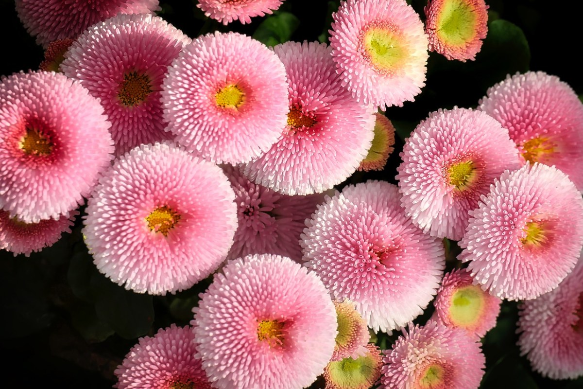 粉红色的雏菊花朵免费图片