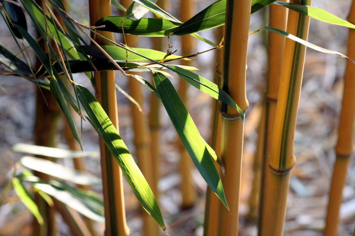 竹、叶、性质免费图片