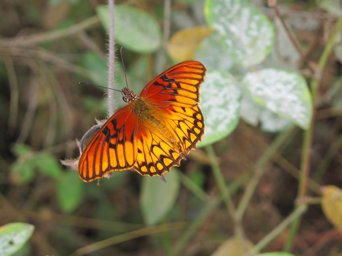 海湾川贝、蝴蝶、昆虫免费图片