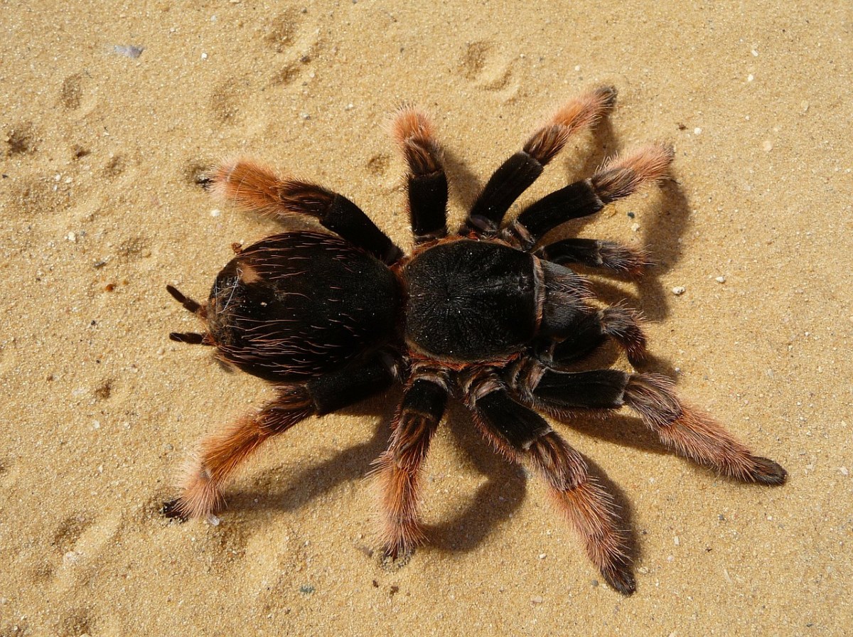 狼蛛,只狼蛛,brachypelma,klaasi