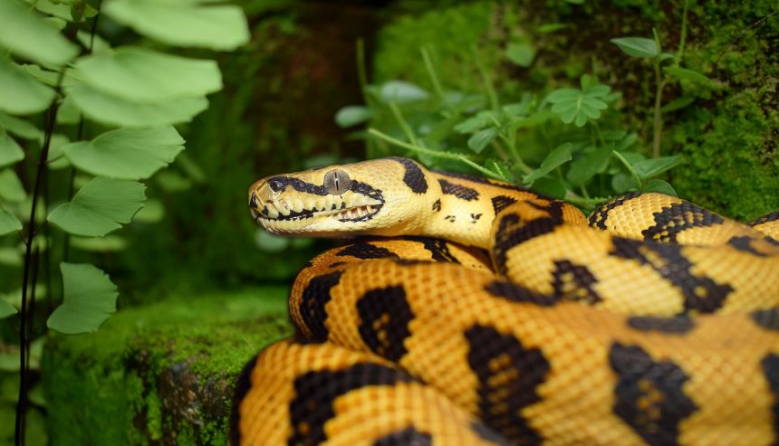 蛇,爬行动物,动物世界