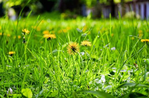 花多、草地、蒲公英