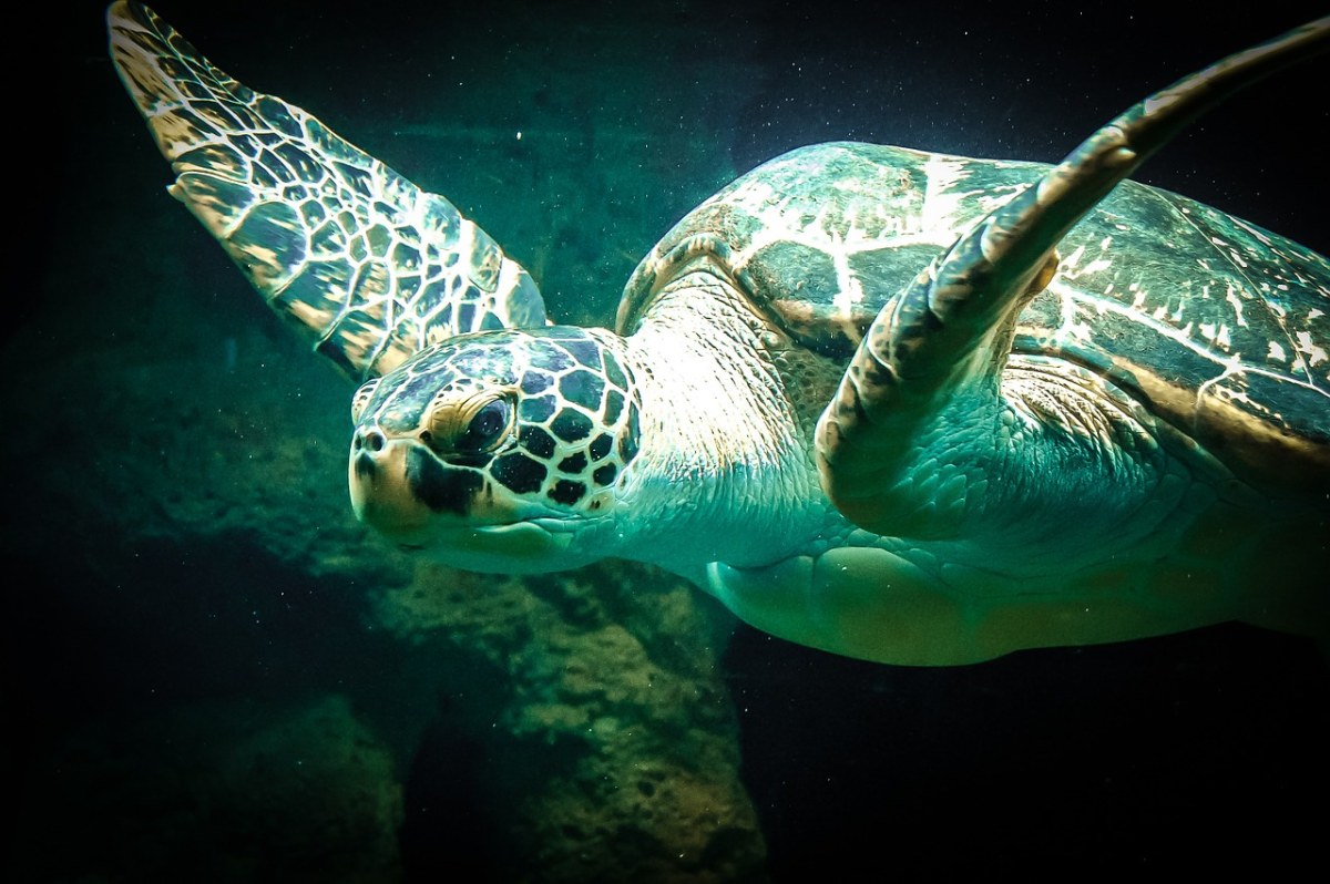 海龟、海、动物免费图片
