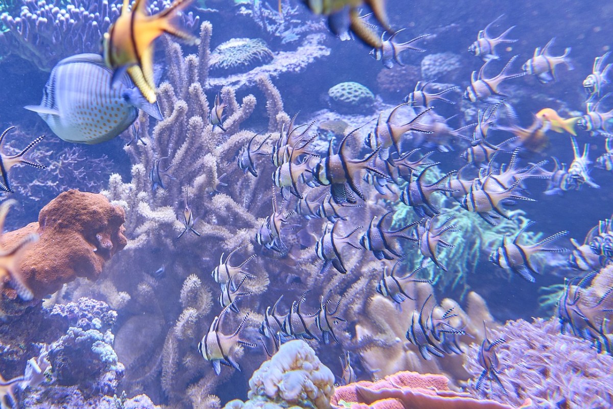 水族馆,鱼,海底世界