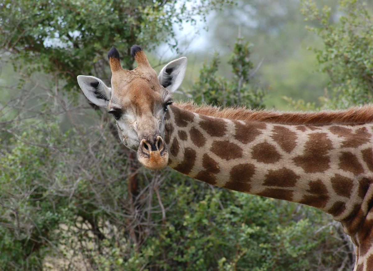 长颈鹿、野生动物园、自然免费图片
