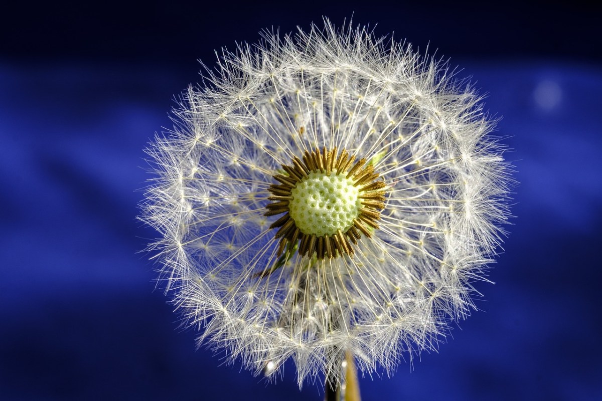 蒲公英、开花、盛开免费图片