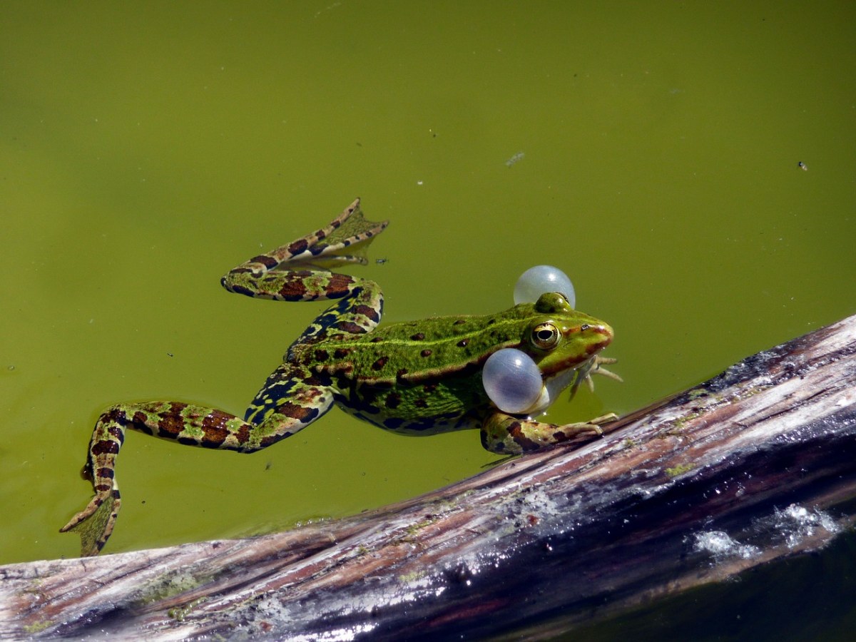 池塘里的青蛙免费图片