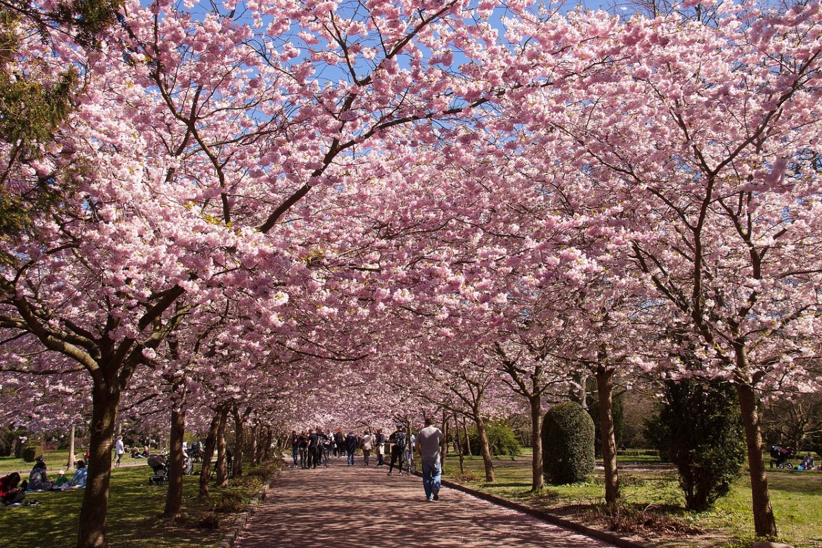 公园春天的樱花林图片免费图片