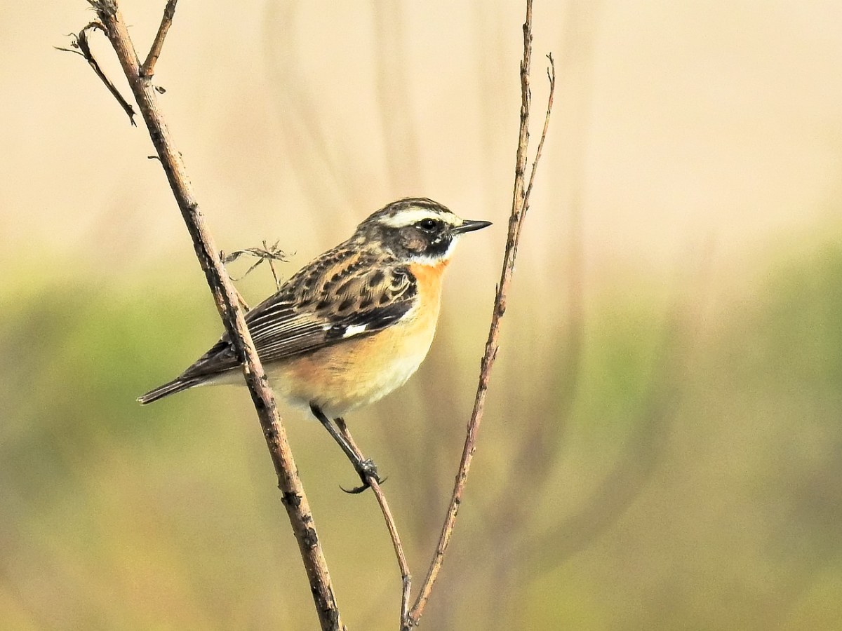 whinchat,鸟,鸣鸟