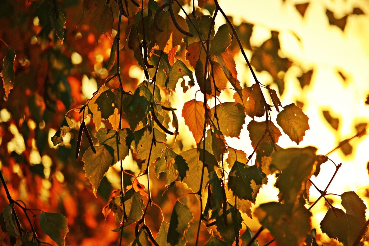 秋季、叶子、秋金免费图片